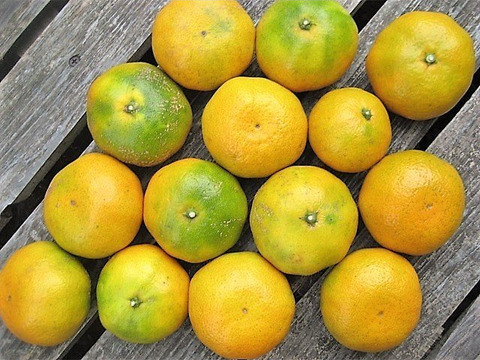 【農薬・肥料・除草剤不使用】朝採りをお届け!早生みかん【2kg】【田口早生みかん・興津早生みかん】