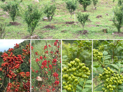 1 魅惑の香り 完熟赤山椒 美山のルビー と 山椒胡椒 サンショーペッパーズ 美山産栽培期間中農薬不使用 京都府産の調味料 食べチョク 産地直送 産直 お取り寄せ通販 農家 漁師から旬の食材を直送