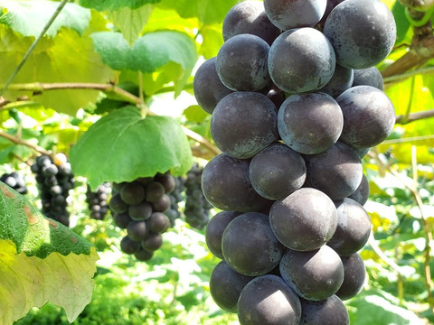 福袋】【冬ギフト】！数量限定特別価格！ぶどうのジュース720ml×2本