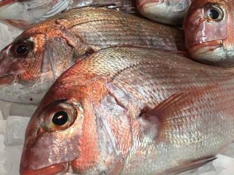 【鮮度抜群】天然活〆真鯛（1.5〜2kg）｜数量限定