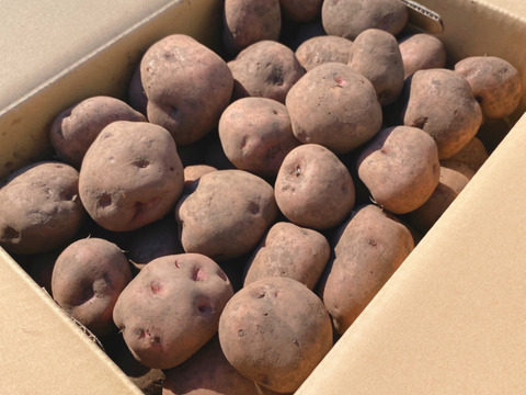 2年熟成【知床越冬完熟じゃがいも】 華しべつ（5kg）