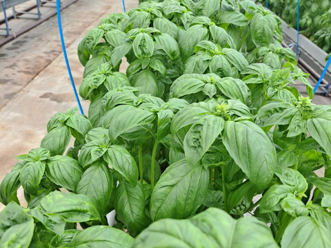 穫れたてバジル 500g　　～葉が大きい！～