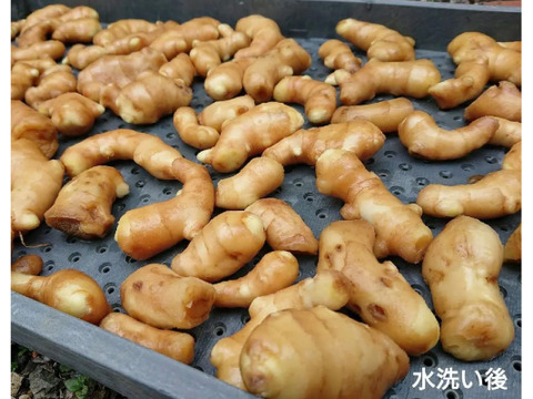 【冷凍】刻み生姜 １００ｇ×５パック　高知県産　ご家庭用