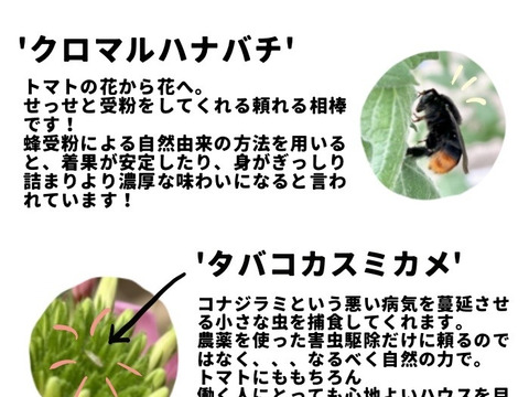 ［予約販売］むぎゅっとがっしり！！べっぴん！濃旨フルーツトマト（箱入り・約1kg)