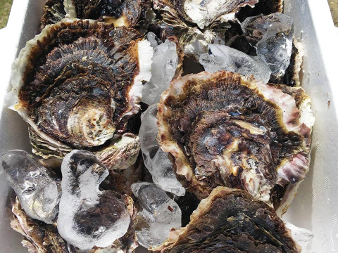 【夏ギフト】濃厚「五島列島」岩牡蠣　L10個(生食用)+ギフトシール付き！料亭の味