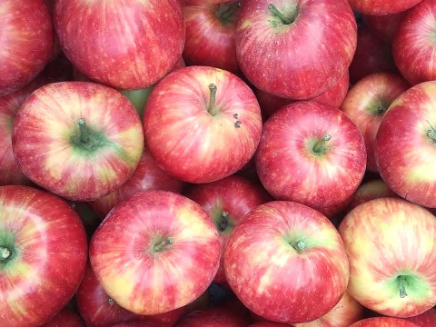 【５箱限定】皮ごとジューシー！夏りんご「シナノレッド」(2.5kg箱)