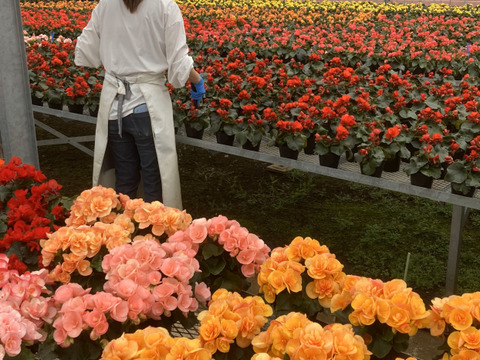 【贈答用】明るいサフランイエローにくつろぎを感じます。エラチオールベゴニア【イエローストーン】4.5寸