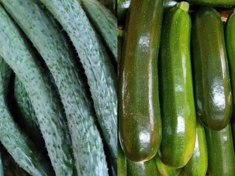 イボイボが自慢の四葉きゅうり20本とズッキーニ10本