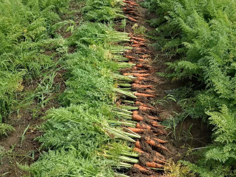 とっても甘い！向陽２号にんじん10kg