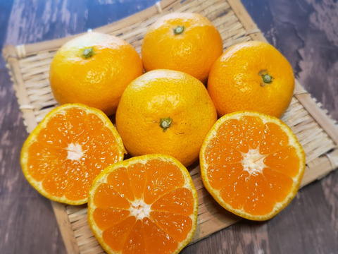 甘さと酸味のベストバランス　青春の運動会みかん箱込約4.5㌔