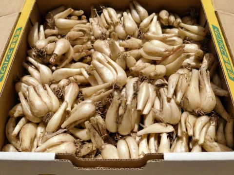 【鳥取県産】素材の栄養丸ごと 根付きらっきょう 1kg