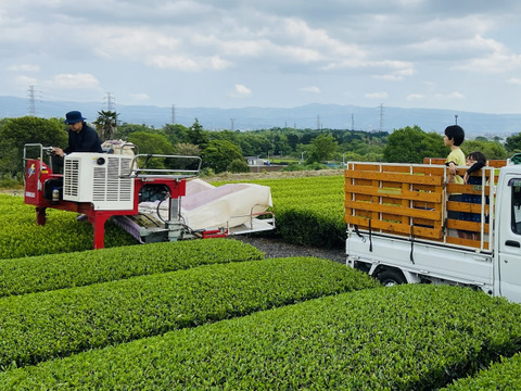 静岡県沼津の茶農家の茶葉を100%使用　するがの風（Ver.新茶） 100g