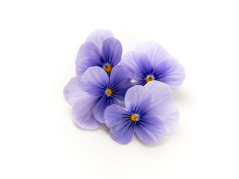 美食の演出！エディブルフラワー『SANOKA』ビオラ クリアライトブルー 20輪入り 食用花 ケーキ スイーツ デコレーションにも！