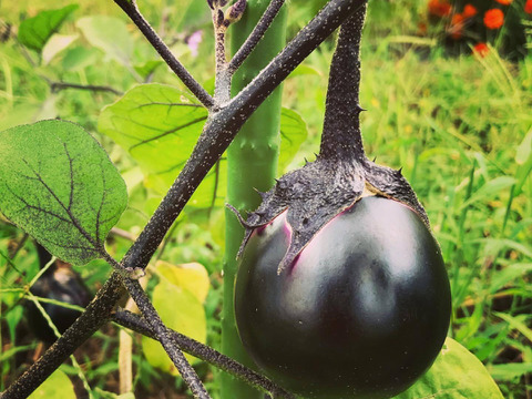 余蒔きゅうり会津丸茄子セット