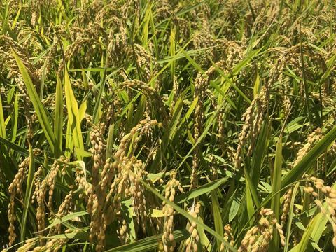 【虹のきらめき白米10kg】【2025年米】新米🌾大粒の食べ応えと甘みが自慢°˖✧