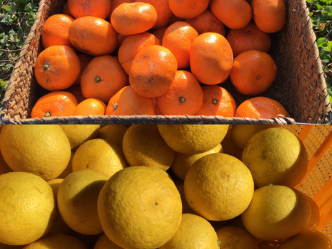 【柑橘食べ比べ】チビ湘南ゴールド500g&お家みかん2kg