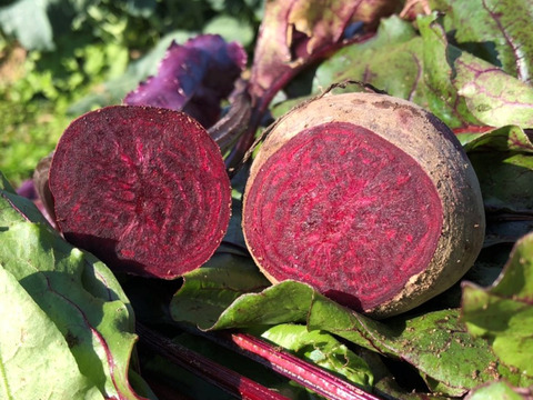 【ビーツの甘酒】美ーツ甘酒バラ3本セット【濃縮タイプ】