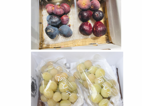 【秋の味覚を満喫！】農薬不使用　いちじく詰め合わせ(約600g)、とことん農薬節減シャインマスカット(約800g)