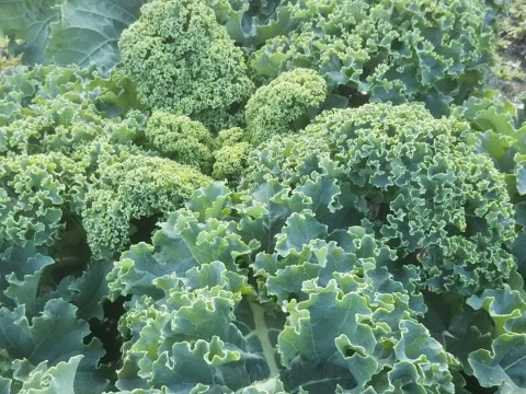 苦味少なく 糖度高いケール ボーレコール 一キロ 大豊作につき 増量サービス中 北海道産 食べチョク 農家 漁師の産直ネット通販 旬の食材を生産者直送