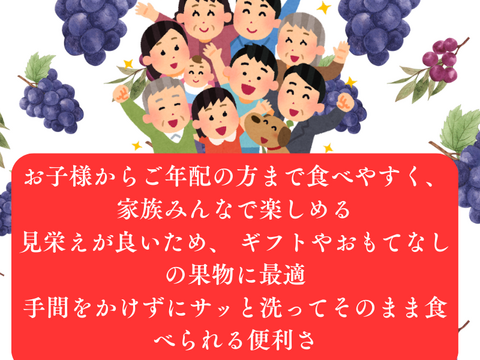 秋田県産 ピオーネ 2パック 葡萄 ぶどう  種なし 甘い 皮ごと食べられる 高級フルーツ ギフト 贈答 家庭用 人気 旬の葡萄 高級フルーツ 送料無料 ギフト 贈答 家庭用 敬老の日
