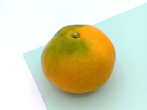 極早みかん 【ビッグサイズ 1.8kg】