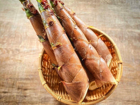 煮て揚げて焼いて抜群の歯ごたえと美味しさ【破竹たけのこ】収穫当日クール発送！４ｋｇ