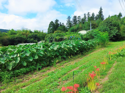 農薬不使用　トロリもっちり里芋　原っぱ農園の在来里芋4.5キロ　蔵王町在来里芋