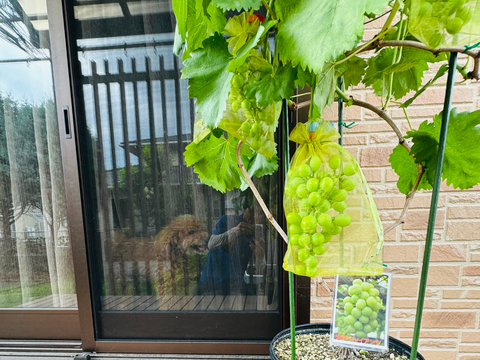【数量限定】ベランダでブドウ！　【ピオーネ】　３房　苗ごと