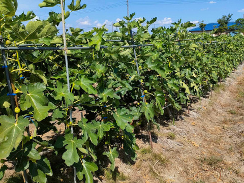 今が旬！朝採り 当日発送 いちじく 桝井ドーフィン 400g×8パック