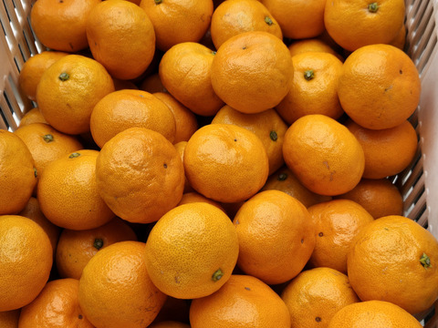 こだまちゃん】平均糖度13度以上の濃縮された早生みかん🍊小玉2S