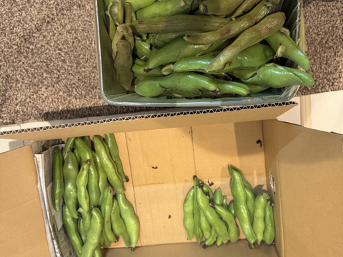 ＜訳あり＞だけど味は一級品！5月発送 春の味覚農家直送！甘くてしっとり房州そら豆4キロ。