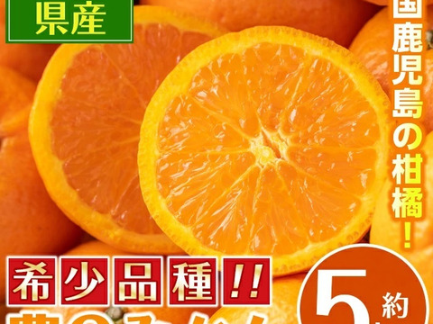 濃厚な甘みとコク 農6号みかん 約5kg（希少柑橘）サイズ：おまかせ（2S以上）
