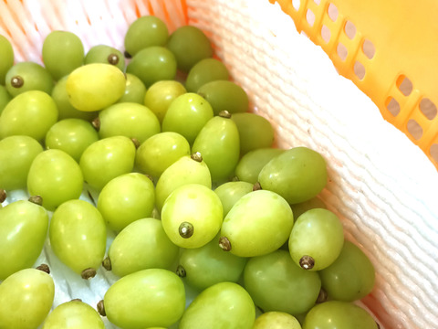 瀬戸ジャイアンツ粒1kg、シャインマスカット粒2kgセット