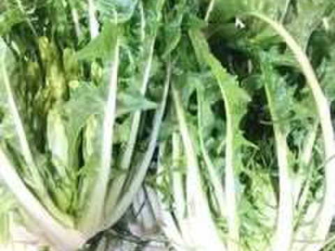 イタリア野菜・サラダで美味しい❗️プンタレッラ (2～3株）
