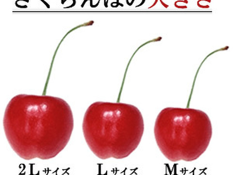 【贈答、プレゼント用】GI認定‼︎数量限定特別価格‼︎東根産佐藤錦500gパック