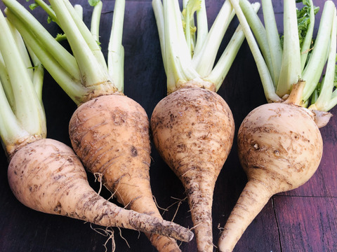 [訳あり]朝採れ発送＊珍しい金色のかぶ＊茎付き3kg