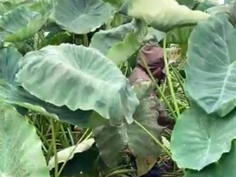 【栽培期間中不使用！農薬・化学肥料・除草剤】煮物・汁物におすすめ！ねっとり美味しい里芋 『土垂（どだれ）』500g