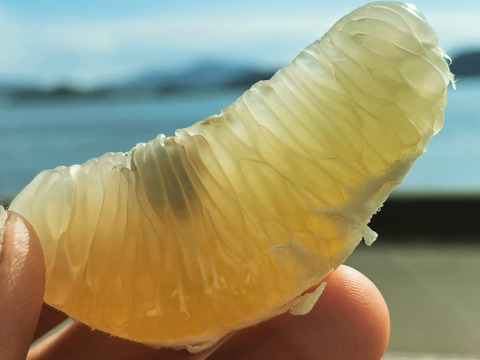 大崎上島産ゴールデン文旦　3kg