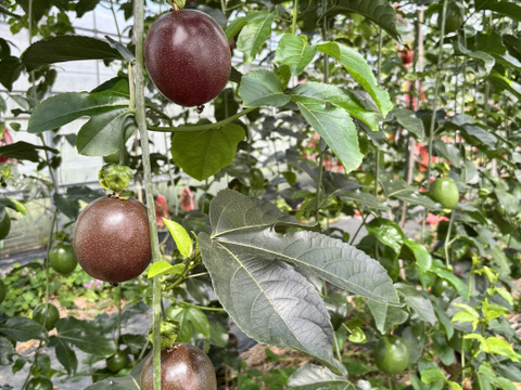 甘い南国の味。パッションフルーツ（6個入り）