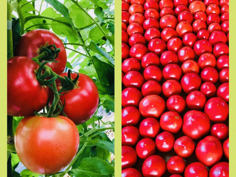 丹波の恵‼️真っ赤なトマト60サイズでお届け！【約2k入❗️】