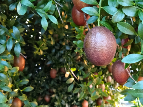 樹上完熟&農薬不使用
希少デザートライム
オーストラリアンブラッドライム
(いちごと同梱可)