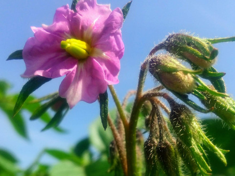 農園おまかせ新じゃがセット 計1.5㎏（3-4品種 計10-18個程)