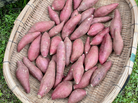 ◆南阿蘇村◆星ヶ峰農園の熟成紅はるか◆S&SSサイズ3㎏◆