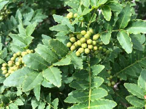 ピリピリ　山椒の実