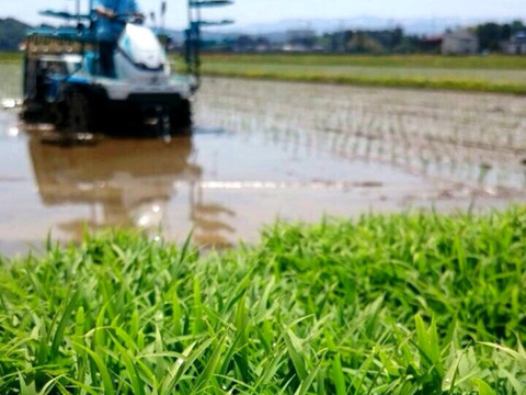 長期保存可能な真空パック　無洗米　大粒で　粒感がありしっかりとした食感　冷めても固くなりにくい新米　新潟県のお米のトップブランド　新之助（新潟県認証銘柄）　白米5kg ×2個★農家直送★色彩選別