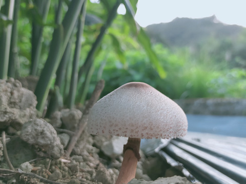 香りと辛みの金時生姜4kg 農薬未使用、有機肥料 しまんとから！