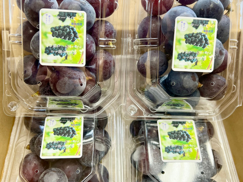 秋田県産 ピオーネ 4パック 葡萄 ぶどう 大粒 種なし 甘い 皮ごと食べられる 高級フルーツ ギフト 贈答 家庭用 人気 旬の葡萄 高級フルーツ 送料無料 ギフト 贈答 家庭用 敬老の日