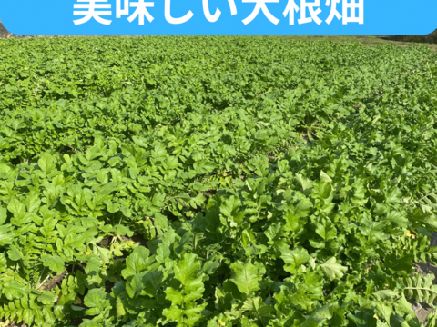 止まらないおいしさ…やめられない大根！ 農薬不使用だから葉付き大根と里芋セット！カリカリ！ぽりぽりっ！
