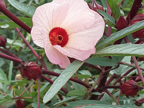 フレッシュ生ローゼル500ｇ