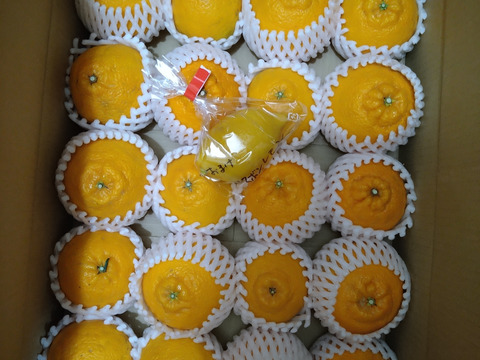 甘くて爽やかな「不知火」（デコ）4㎏（M-L・箱込）静岡県から産地直送